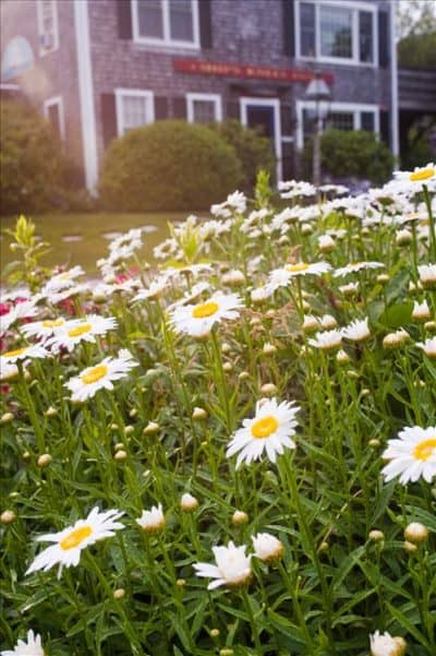 Montauk daisies in teh sunlight