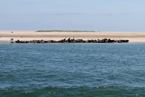 cape cod boating excursions