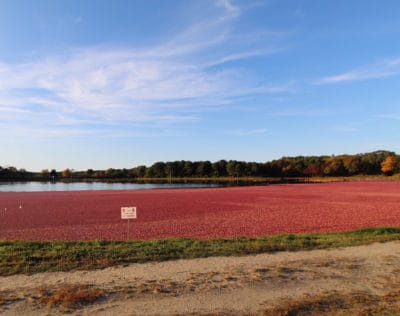 Cranberry bogs being harvested